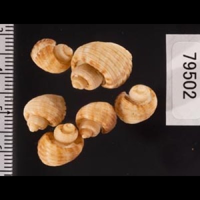 ヘソカドオリイレボラ Trigonostoma semidisjunctumfig.2