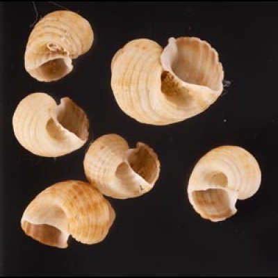 ヘソカドオリイレボラ Trigonostoma semidisjunctumfig.1