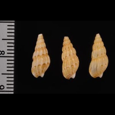 ケープムシロ Nassarius capensisfig.2