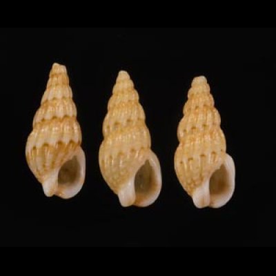 ケープムシロ Nassarius capensisfig.1