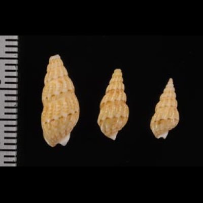 ケープムシロ Nassarius capensisfig.2