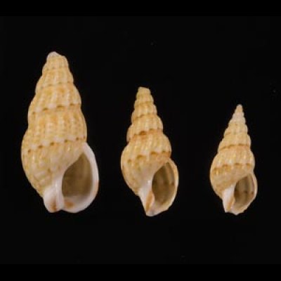 ケープムシロ Nassarius capensisfig.1