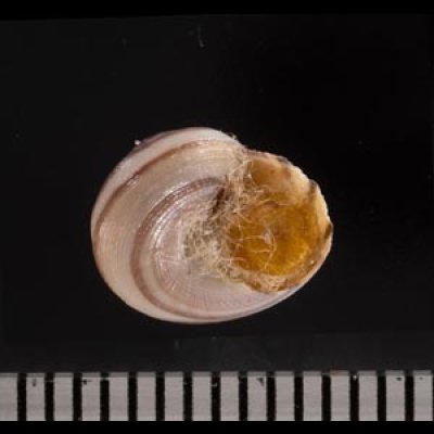 クロスジシタダミ (仮称) Gibbula zonatafig.2
