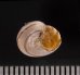 クロスジシタダミ (仮称) Gibbula zonatafig.2