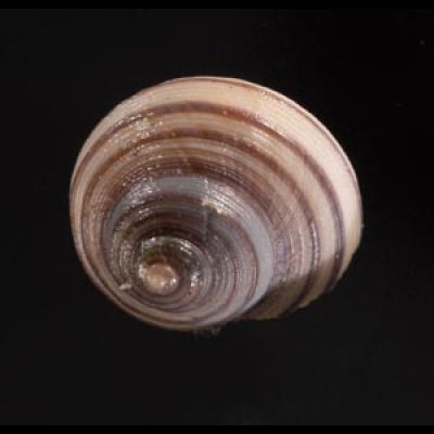 クロスジシタダミ (仮称) Gibbula zonatafig.1