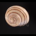 クロスジシタダミ (仮称)