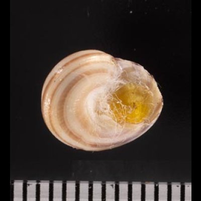 クロスジシタダミ (仮称) Gibbula zonatafig.2