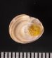 クロスジシタダミ (仮称) Gibbula zonatafig.2