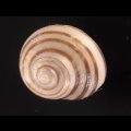 クロスジシタダミ (仮称)