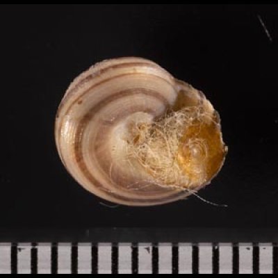 クロスジシタダミ (仮称) Gibbula zonatafig.2
