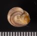 クロスジシタダミ (仮称) Gibbula zonatafig.2