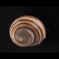 クロスジシタダミ (仮称)