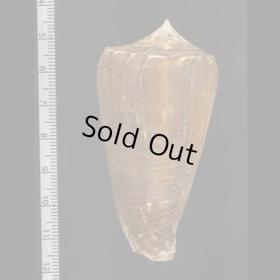 画像2: フクスケヤキイモ