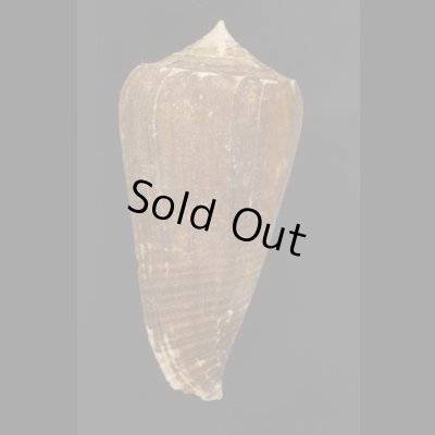 画像3: フクスケヤキイモ