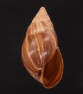 Bulimulus catlowae キャットロウトウガタマイマイ (仮称)