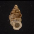 ネビルゴマガイ (仮称)