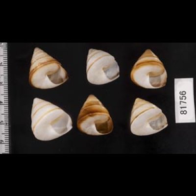 画像2: ササックマイマイ SALE!