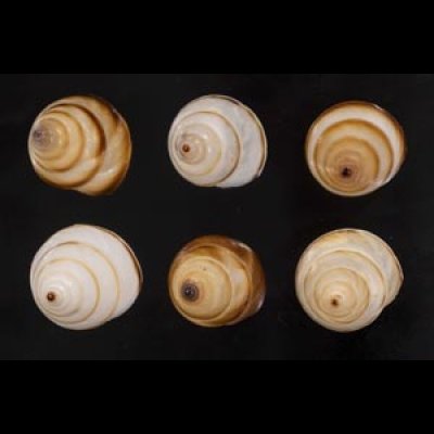 画像1: ササックマイマイ SALE!