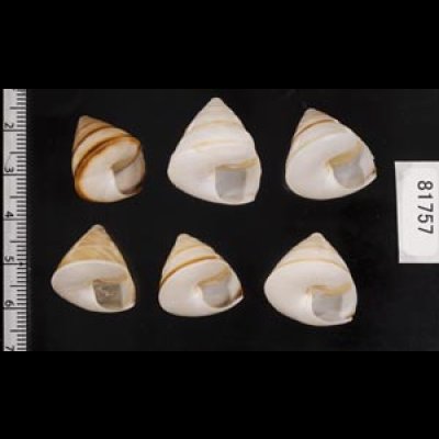 画像2: ササックマイマイ SALE!