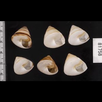 画像2: ササックマイマイ SALE!