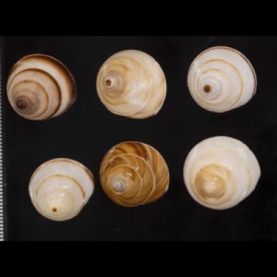 画像1: ササックマイマイ SALE!