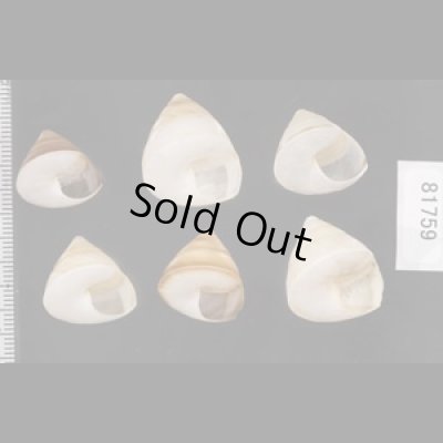 画像2: ササックマイマイ SALE!