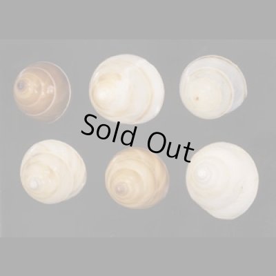 画像1: ササックマイマイ SALE!