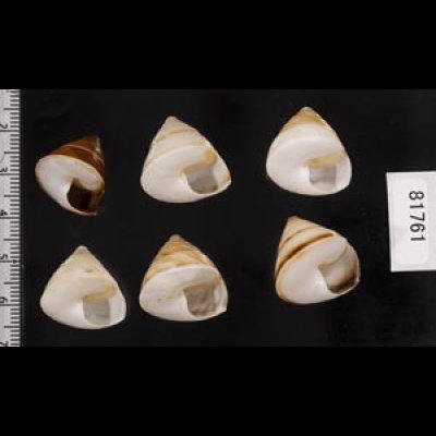 画像2: ササックマイマイ SALE!