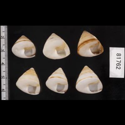 画像2: ササックマイマイ SALE!