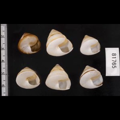 画像2: ササックマイマイ SALE!