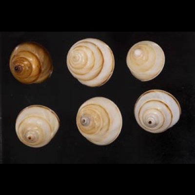 画像1: ササックマイマイ SALE!