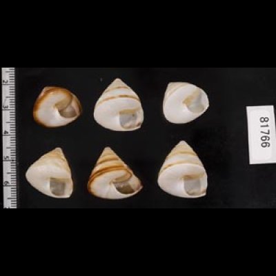 画像2: ササックマイマイ SALE!