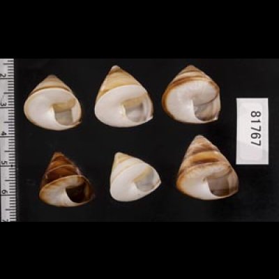 画像2: ササックマイマイ SALE!