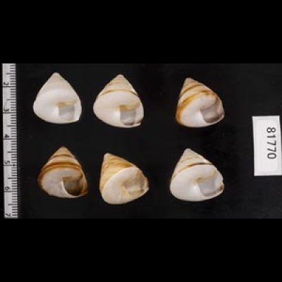 画像2: ササックマイマイ SALE!