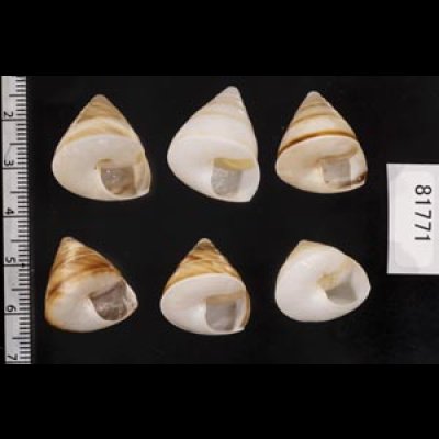 画像2: ササックマイマイ SALE!