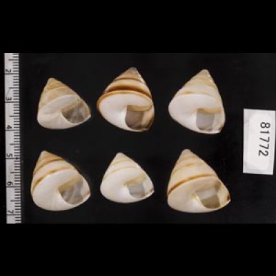 画像2: ササックマイマイ SALE!