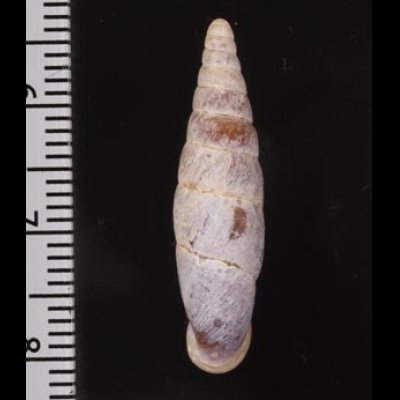スインホウギセル Formosana swinhoeifig.2