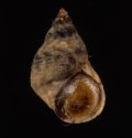 Littorina lineolata サザナミタマキビ (仮称)