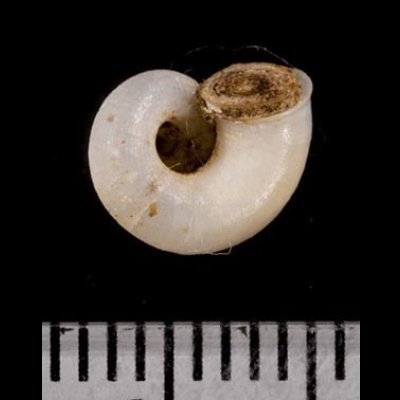 画像3: 中国のアツブタガイの仲間01