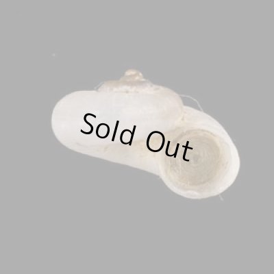 画像2: 中国のアツブタガイの仲間01