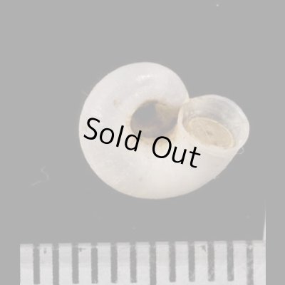 画像3: 中国のアツブタガイの仲間01