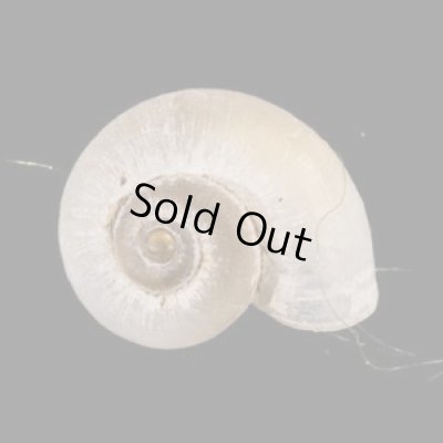 画像1: 中国のアツブタガイの仲間01