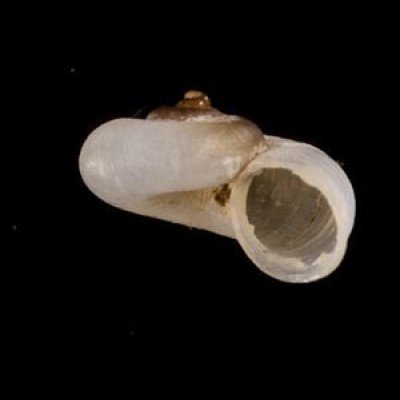 画像2: 中国のアツブタガイの仲間01