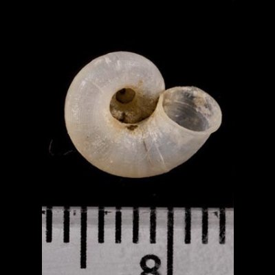 画像3: 中国のアツブタガイの仲間01