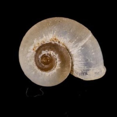 画像1: 中国のアツブタガイの仲間01