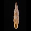 Albinaria inflata draparnaldi ドリパナルドアオギセル (仮称)