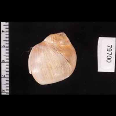 ハナツメタ Glossaulax reinianafig.2