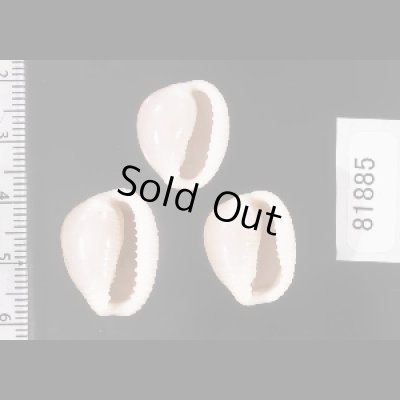 画像2: ホソスジバライロスジボタン