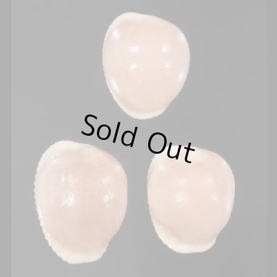 画像1: ホソスジバライロスジボタン