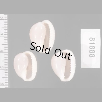 画像2: ホソスジバライロスジボタン